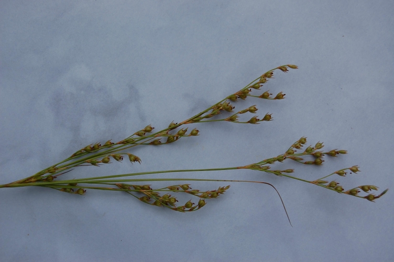 Juncus tenuis subsp. anthelatus