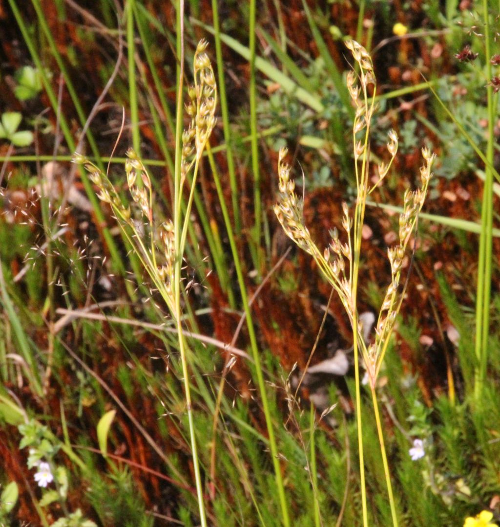 Juncus tenuis subsp. anthelatus