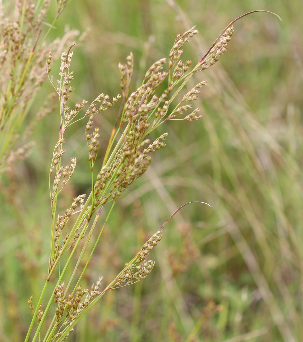 Juncus tenuis subsp. anthelatus