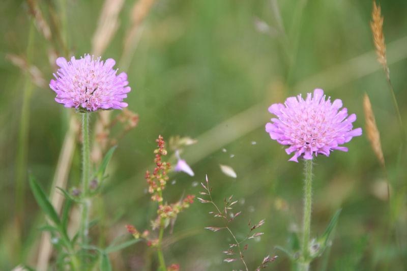 knautia arvensis