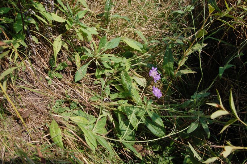 Knautia dipsacifolia