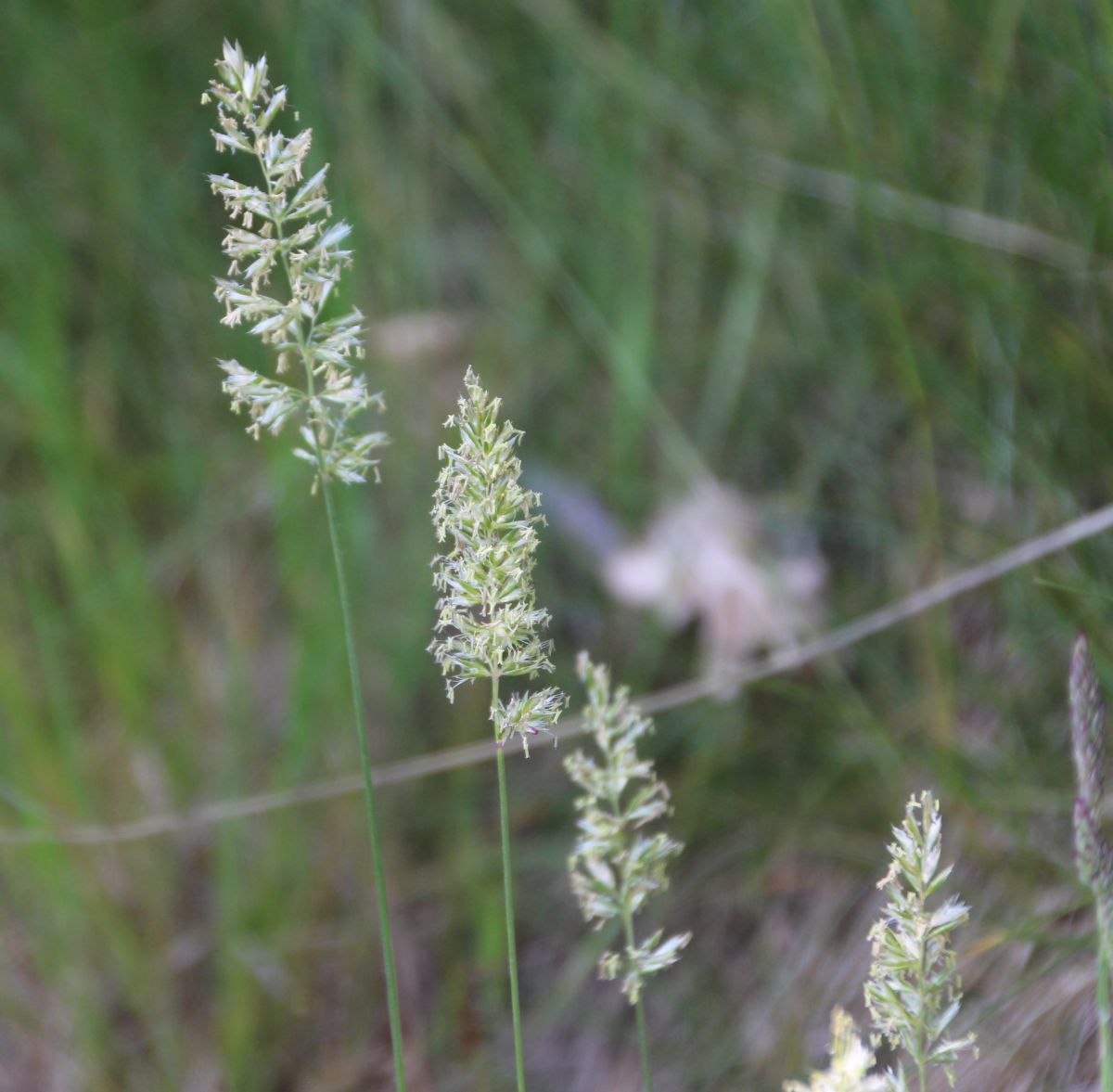 Koeleria macrantha