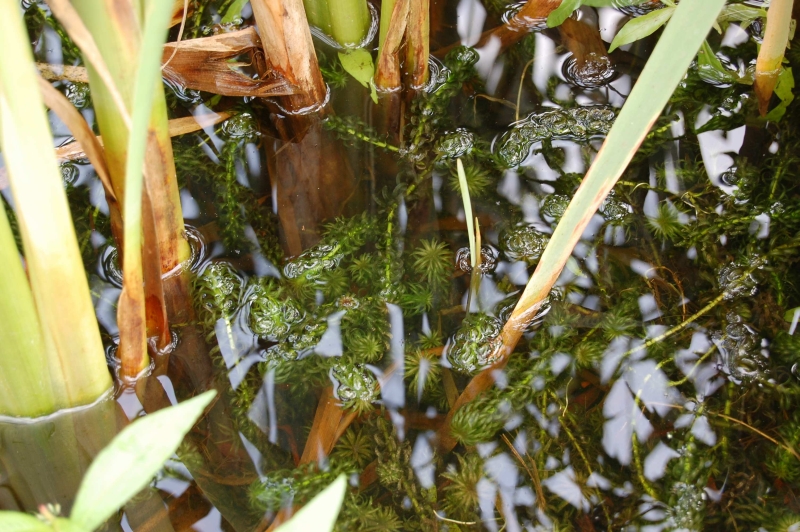 Lagarosiphon major