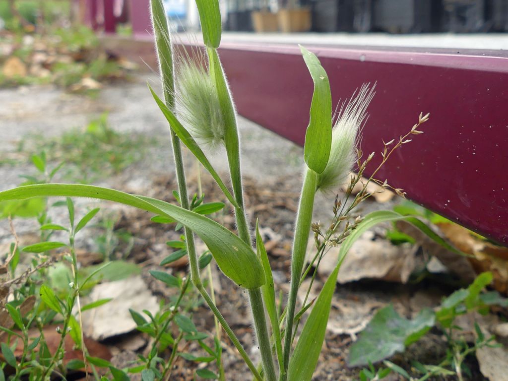 Lagurus ovatus