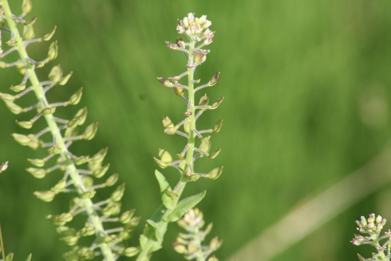 Lepidium campestre