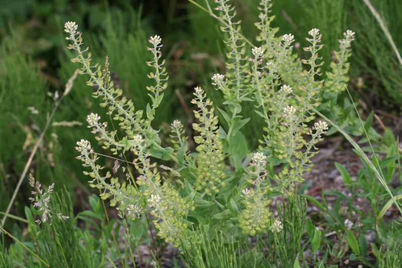 Lepidium campestre