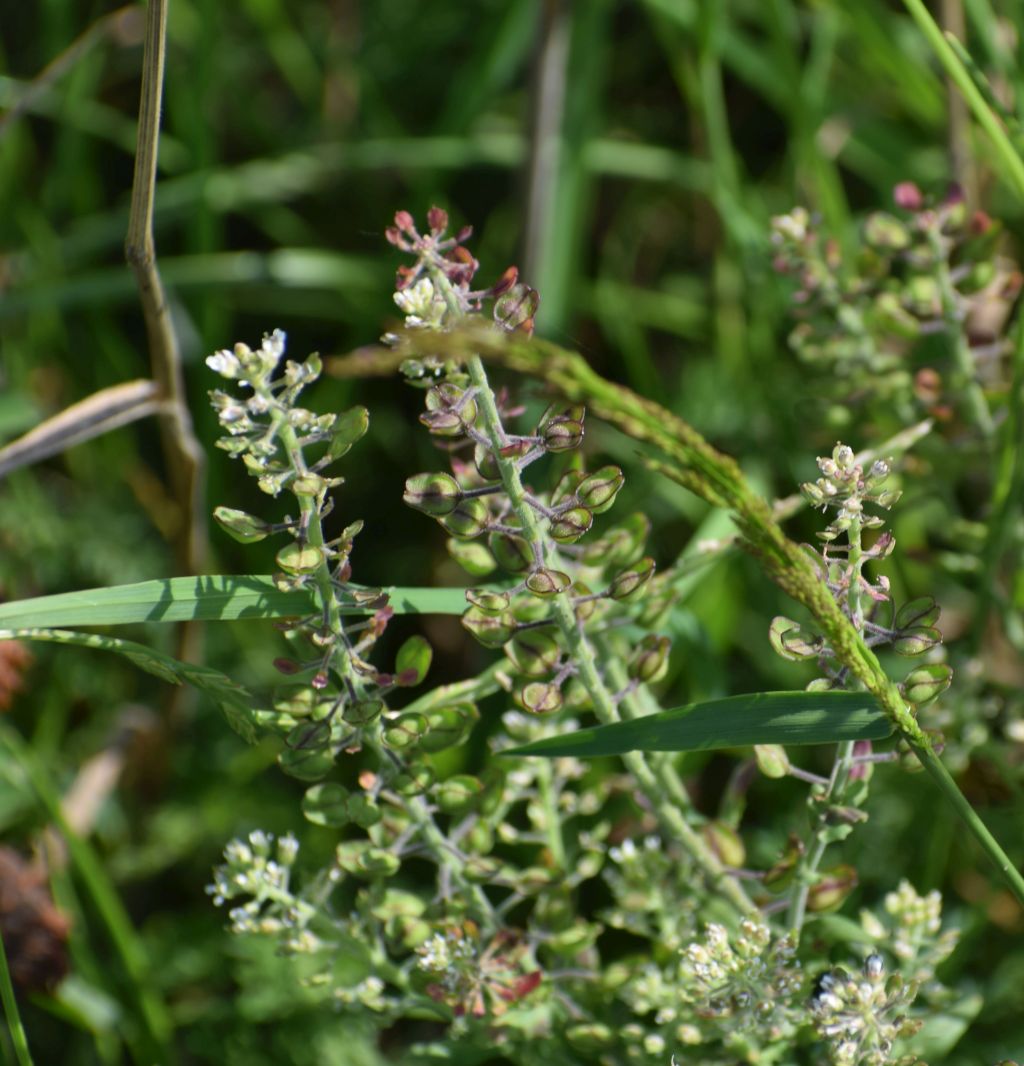 Lepidium campestre