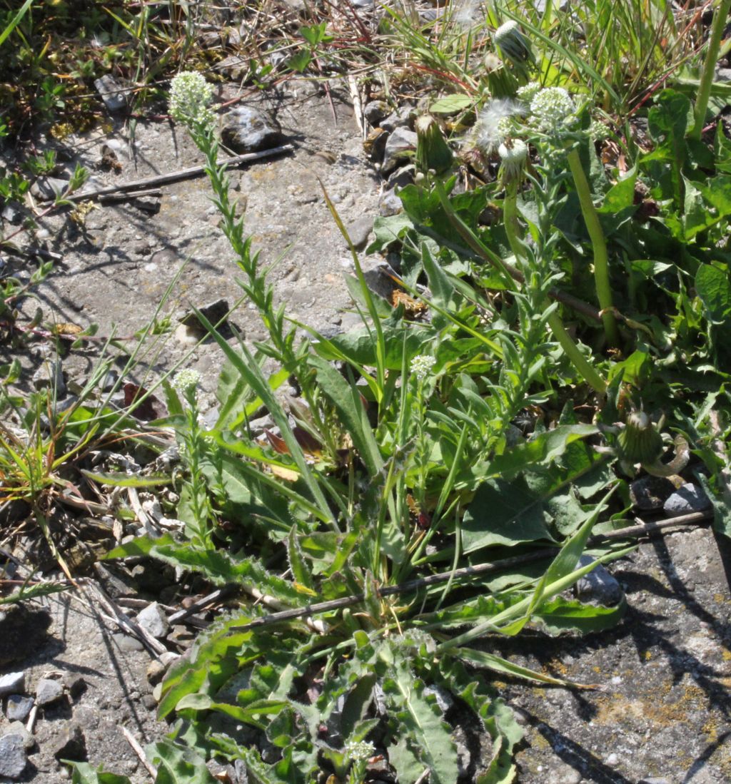 Lepidium heterophyllum