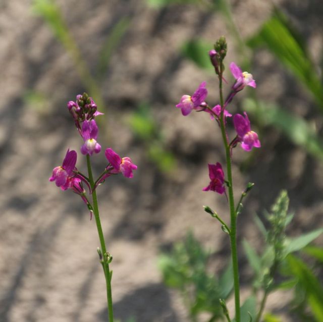 Linaria maroccana