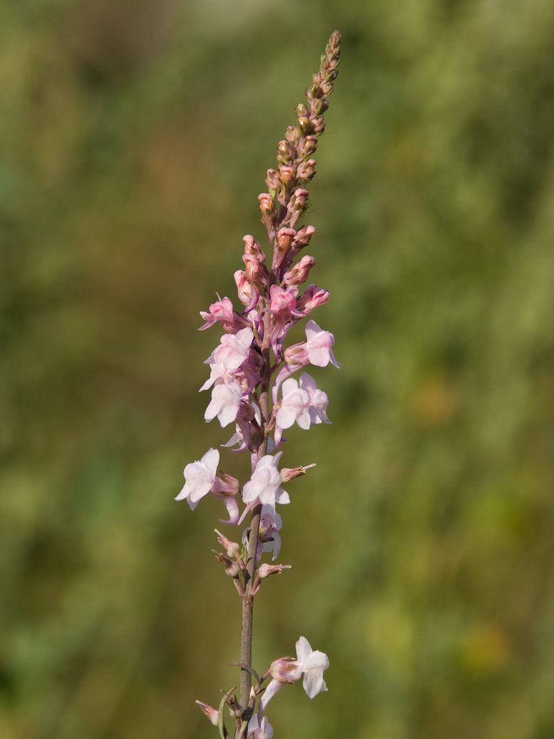 Linaria purpurea