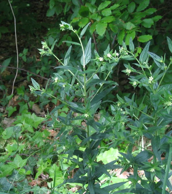 Lithospermum officinale