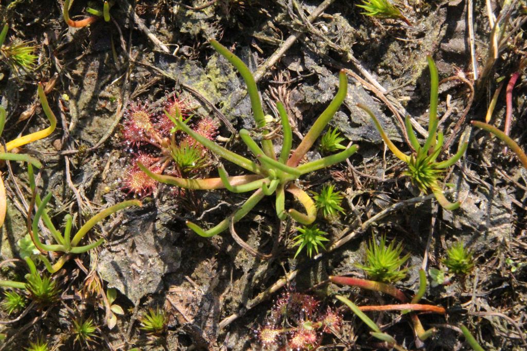 Littorella uniflora