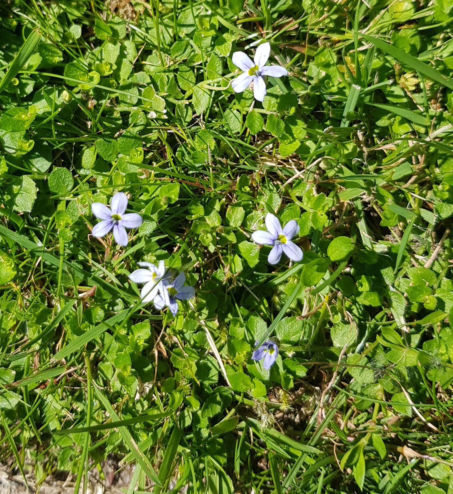 Lobelia pedunculata