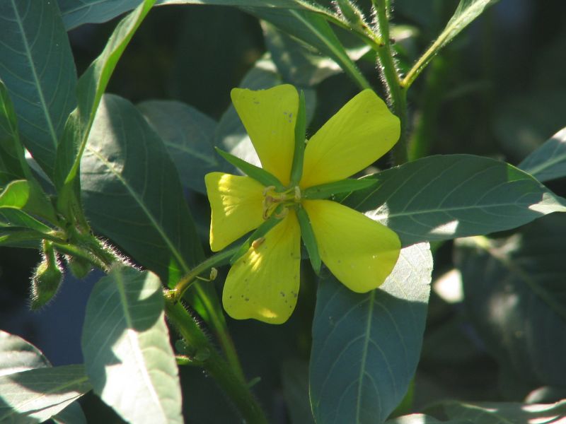 Ludwigia grandiflora