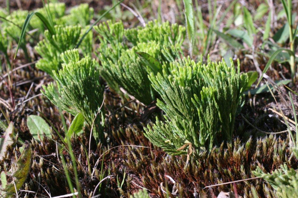 Lycopodium tristachyum