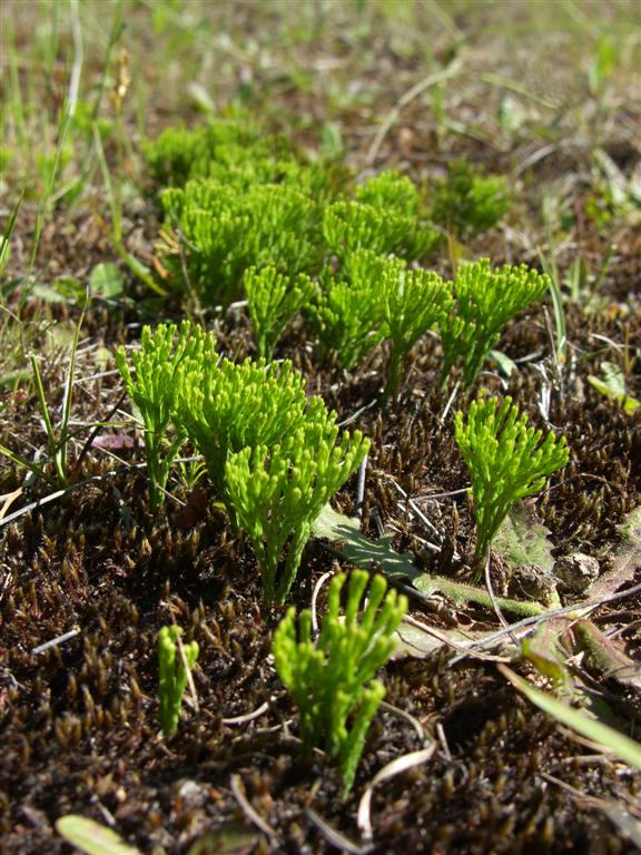 Lycopodium tristachyum