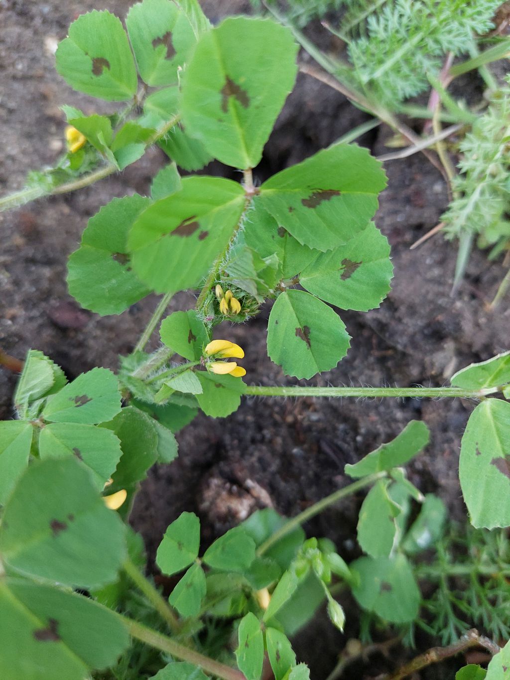 Medicago arabica