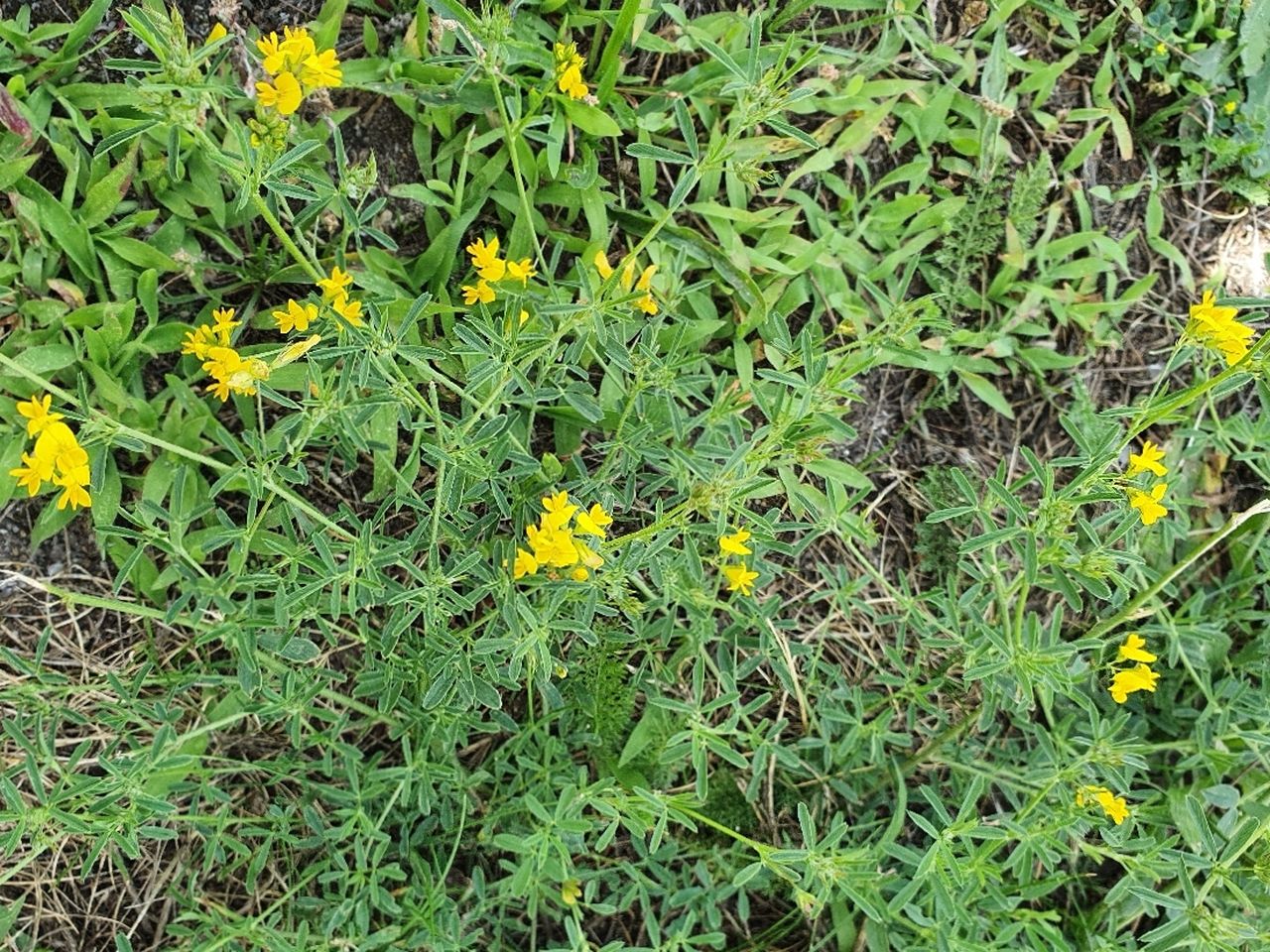 Medicago falcata