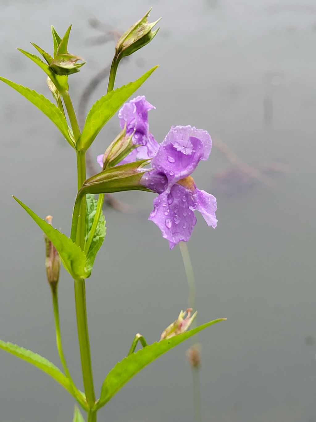 Mimulus ringens