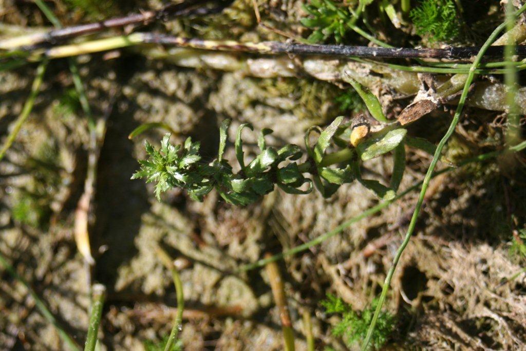 Myriophyllum heterophyllum