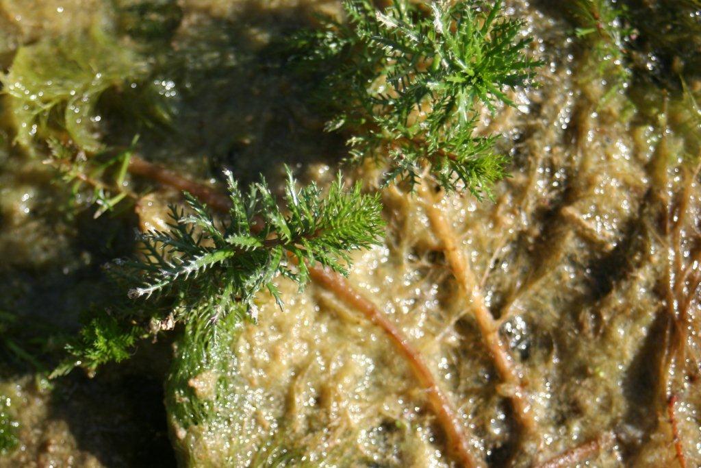 Myriophyllum heterophyllum