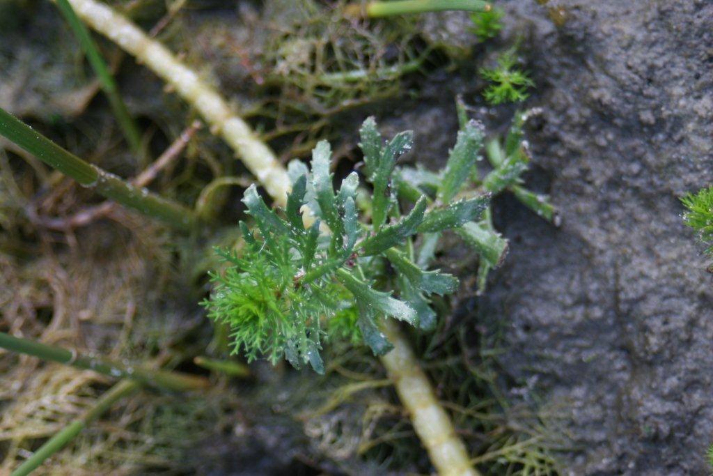 Myriophyllum heterophyllum