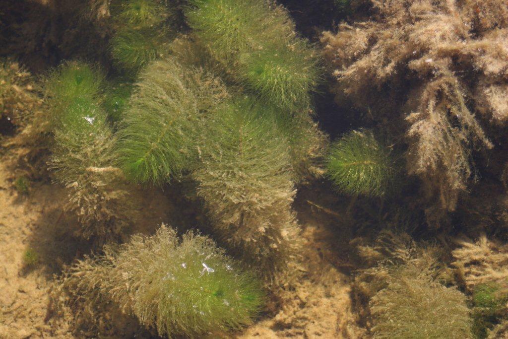 Myriophyllum heterophyllum