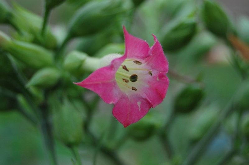 Nicotiana tabacum