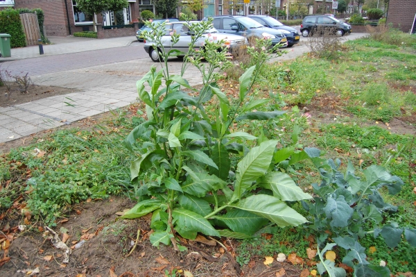 Nicotiana tabacum