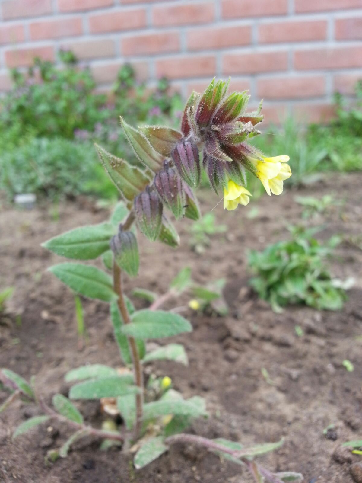 Nonea lutea