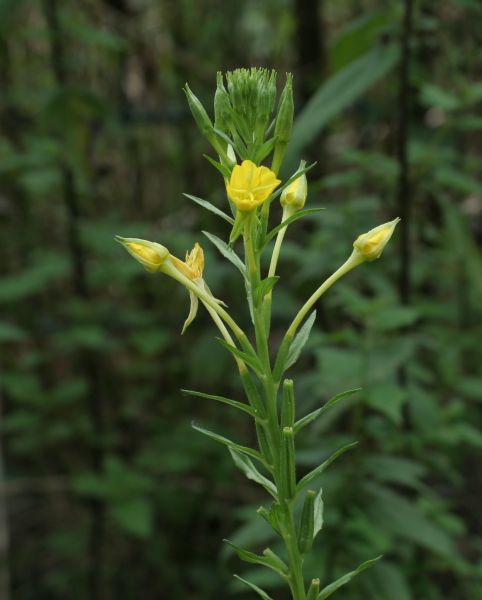 Oenothera deflexa