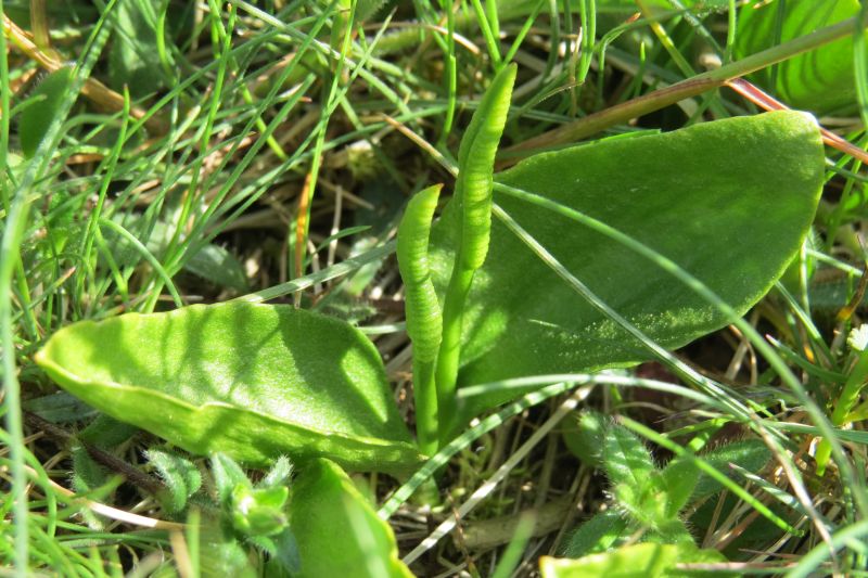 Ophioglossum vulgatum