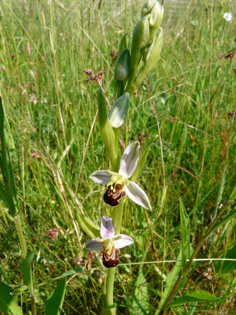 Ophrys apifera subsp. aurita