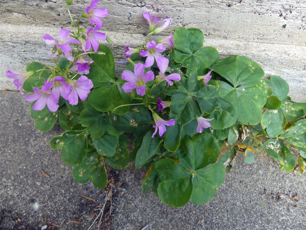 Oxalis debilis