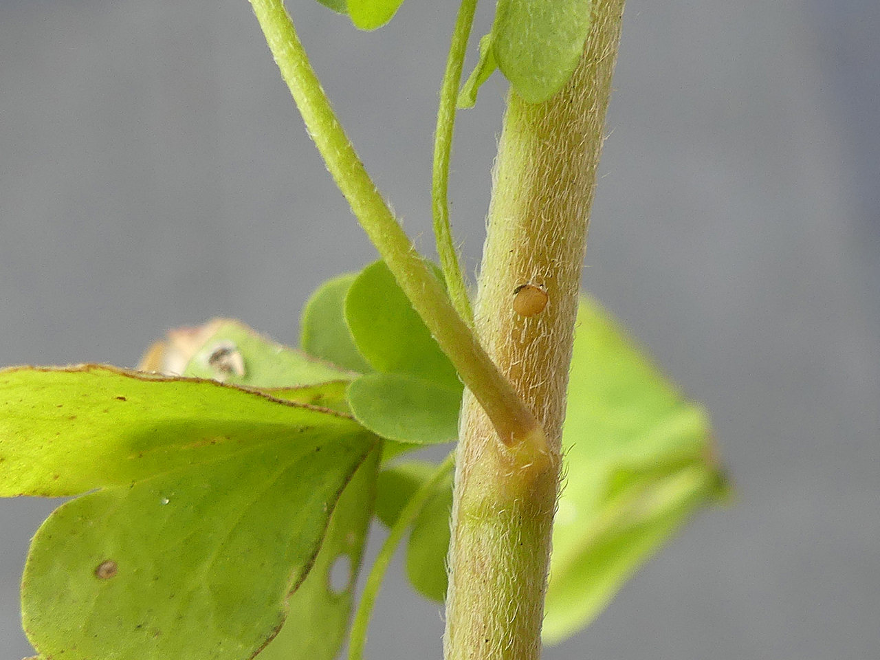 oxalis dillenii