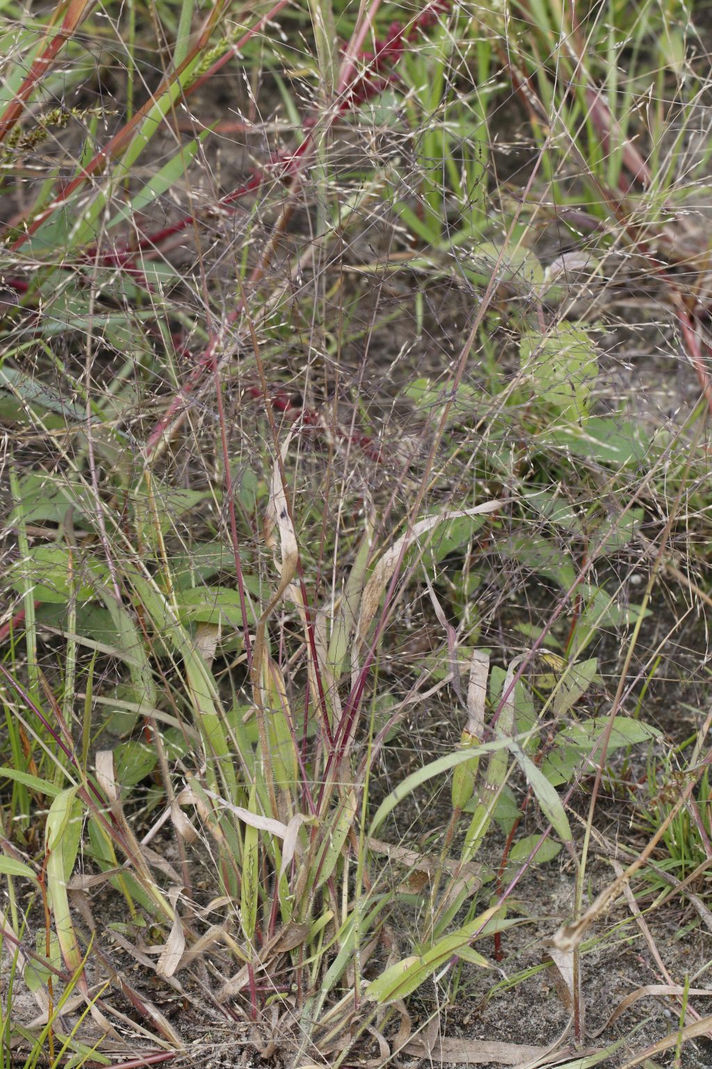 Panicum barbipulvinatum