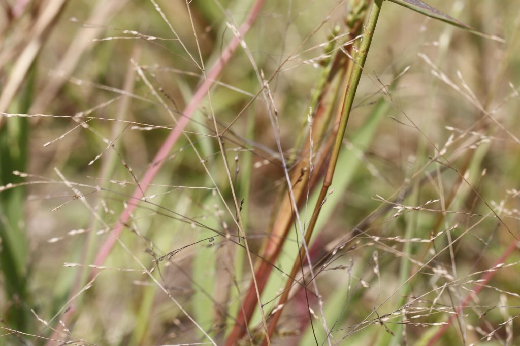 Panicum barbipulvinatum