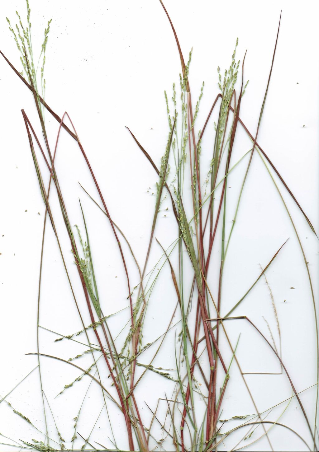 Panicum dichotomiflorum 1