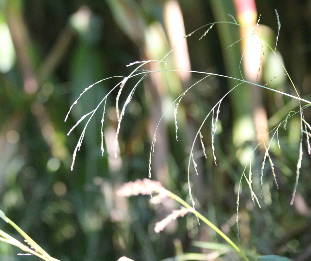 Panicum dichotomiflorum