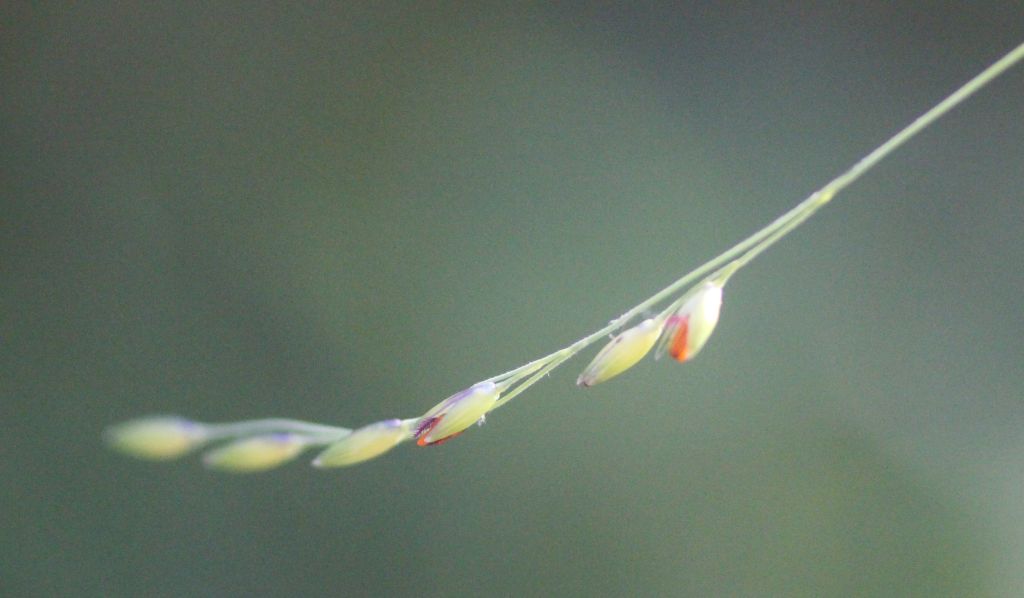 Panicum dichotomiflorum