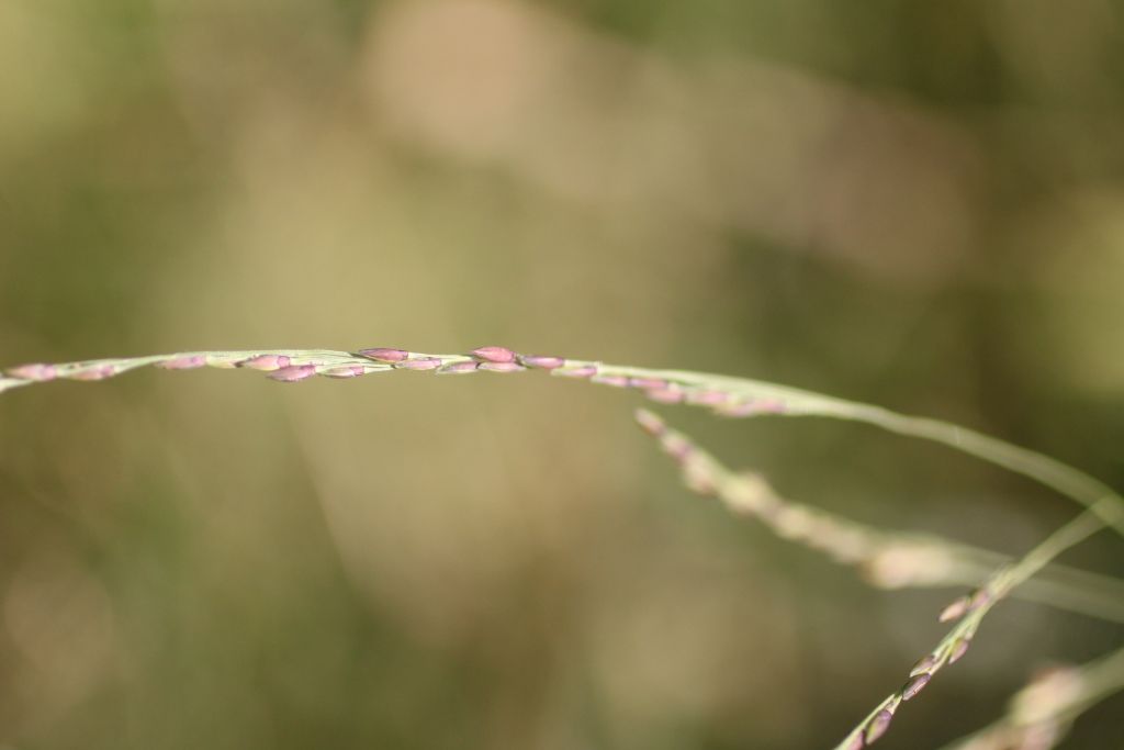 Panicum dichotomiflorum