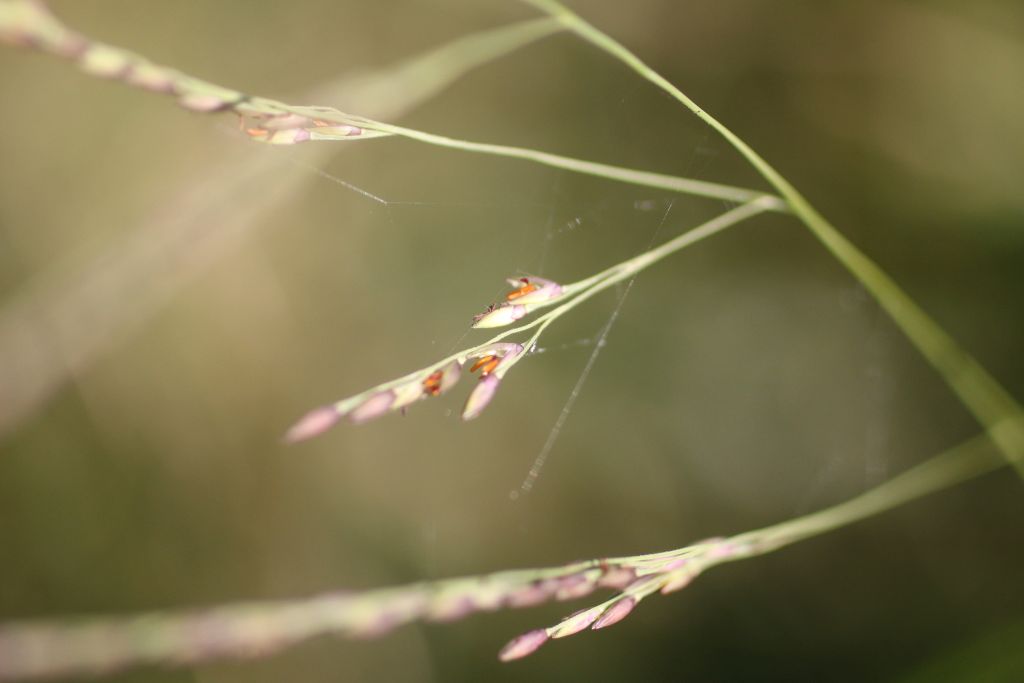 Panicum dichotomiflorum