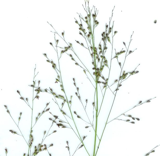 Panicum schinzii