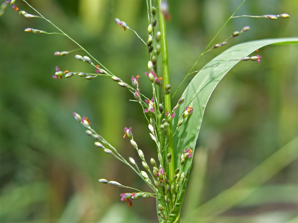 Panicum schinzii