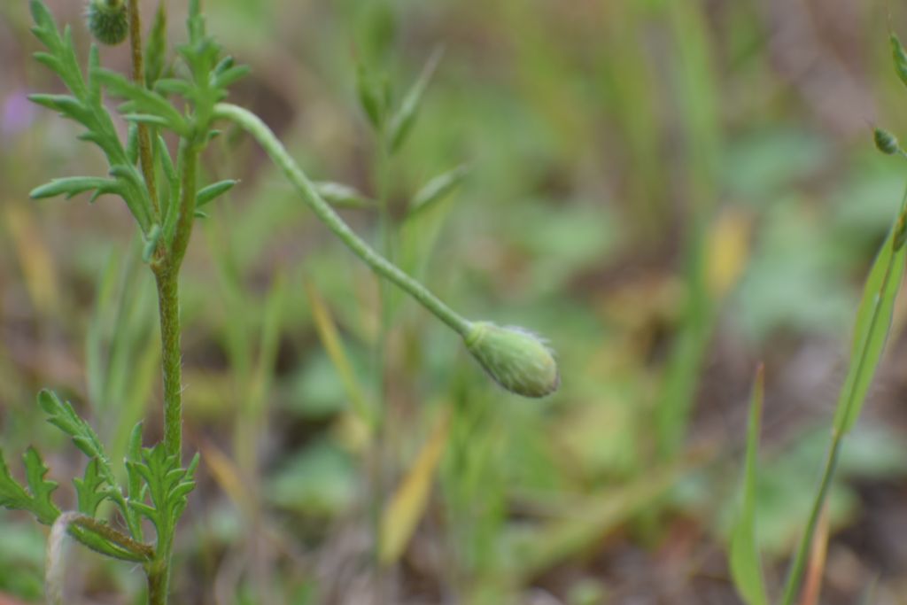 Papaver argemone