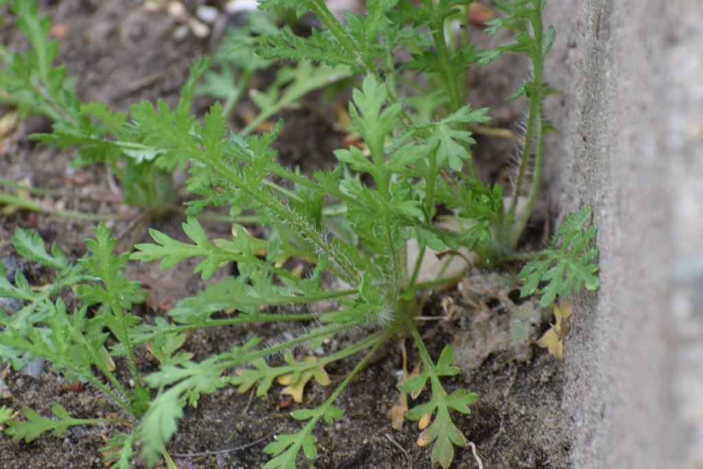 Papaver argemone