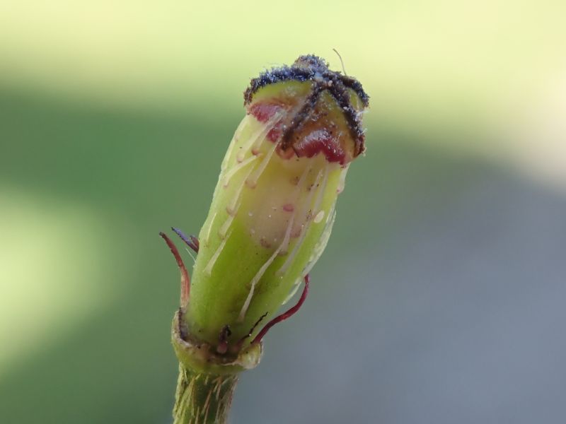 Papaver argemone