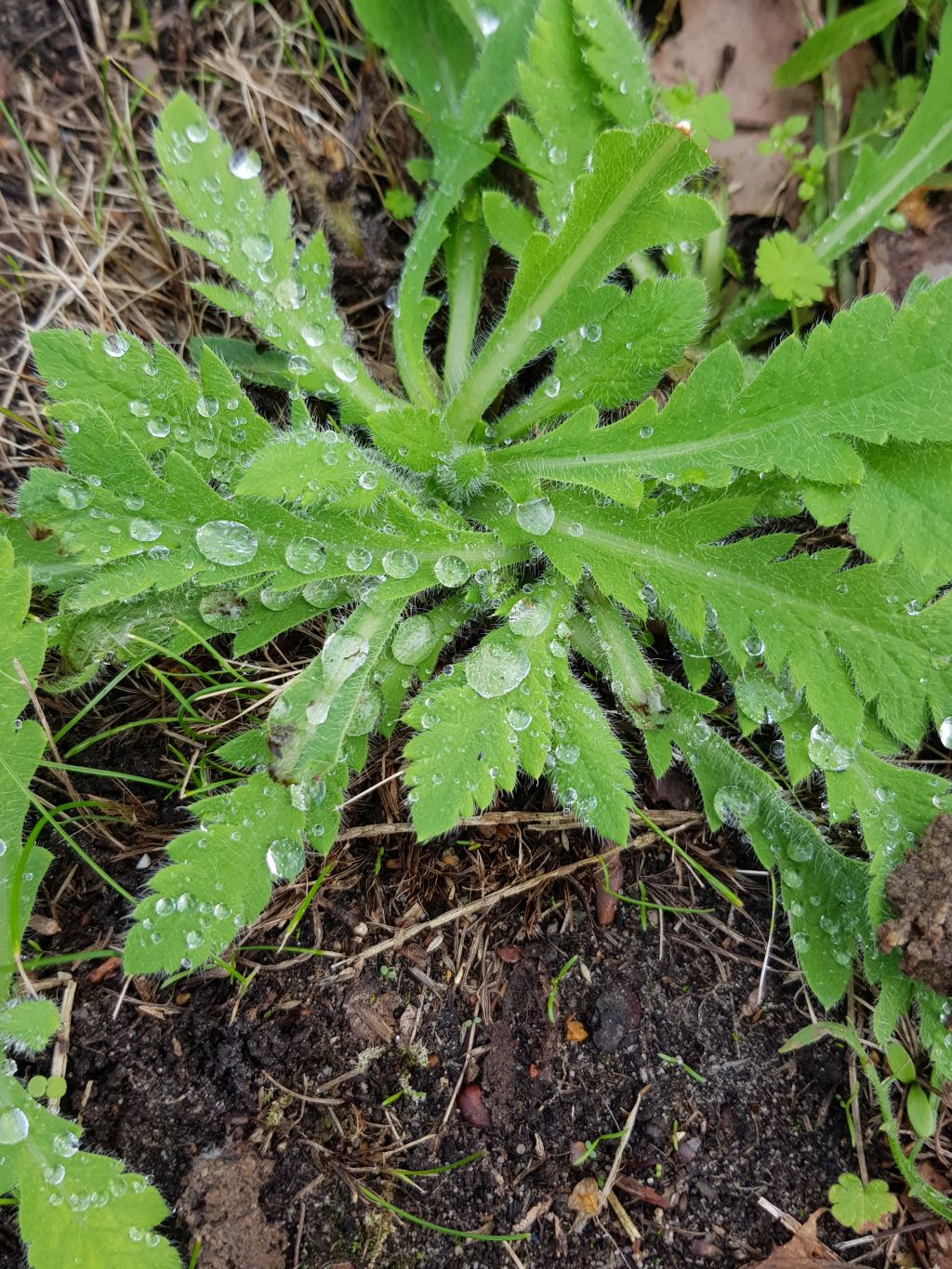 Papaver atlanticum