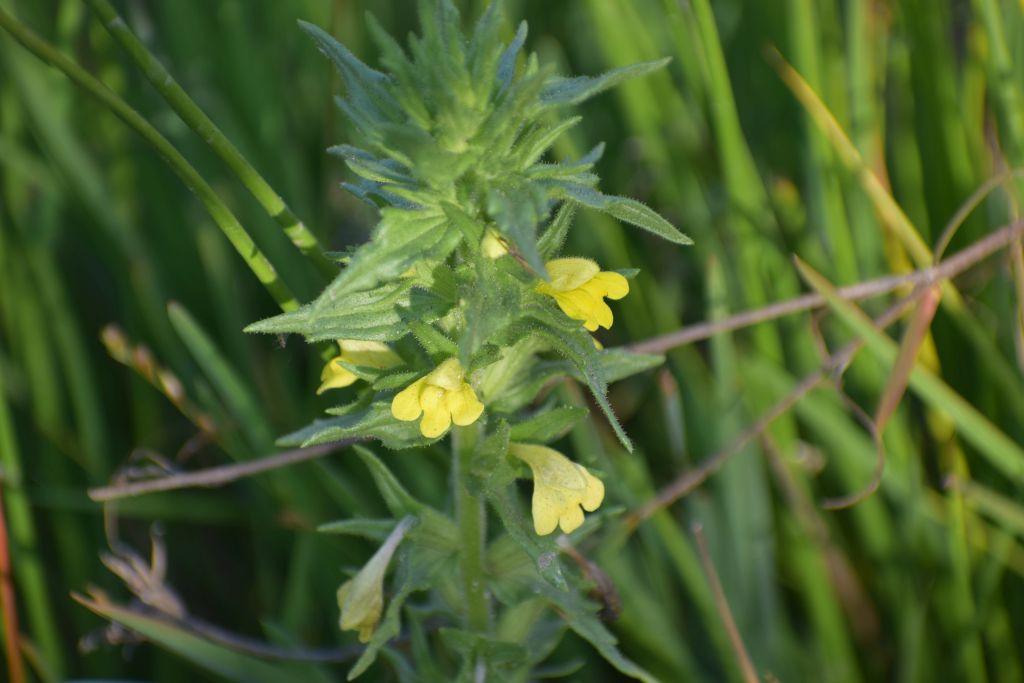 Parentucellia viscosa