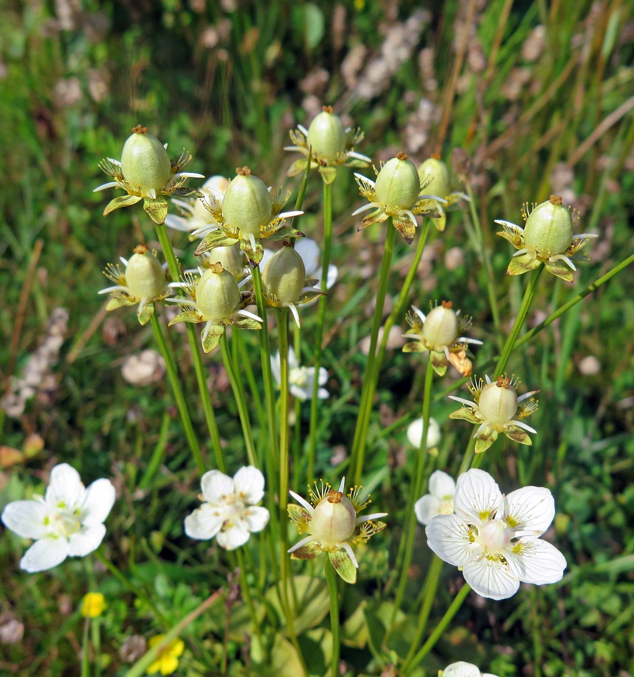 Parnassia palustris